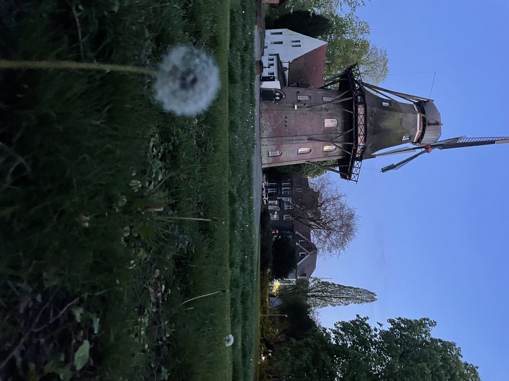 Die beleuchtete Mühle mit Müllerhaus zur blauen Stunde, im Vordergrund eine Pusteblume
