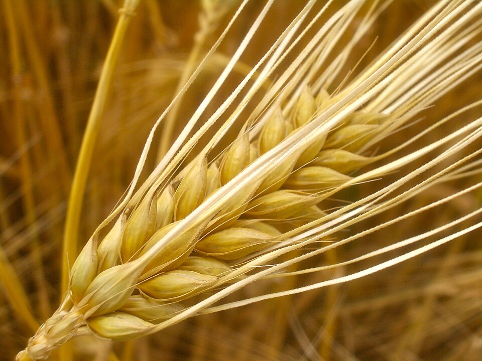 Gerstenähre mit langen Grannen in Nahaufnahme.